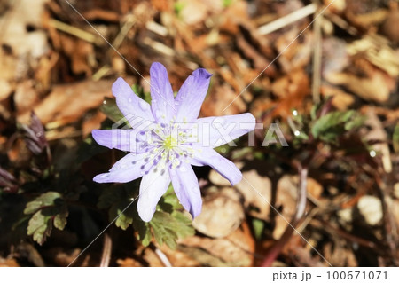 キクザキイチゲ（菊咲一華）咲き始め 100671071