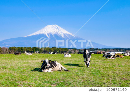 牧場の牛と富士山 牧場の牛と富士山 100671140