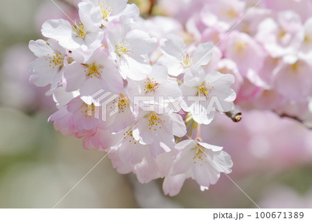 桜（ジンダイアケボノ） 100671389