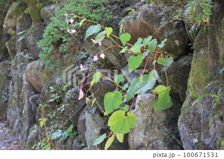 秋の花「シュウカイドウ」/石垣の隙間から咲いた様子 100671531