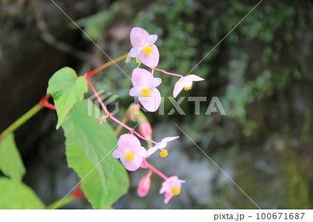 秋の花「シュウカイドウ」/花部分 100671687