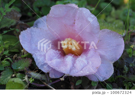 椿の落ちた花 椿の落ちた花 100672324