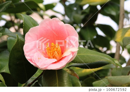 初めて見たピンク色の綺麗なツバキ（椿） 100672592