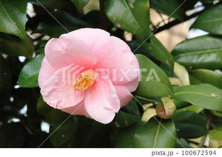初めて見たピンク色の綺麗なツバキ(椿) 初めて見たピンク色の綺麗なツバキ(椿) 100672594