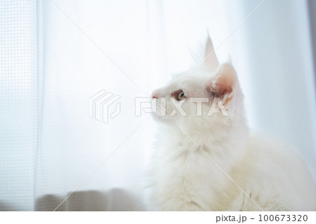 オッドアイの白猫、メインクーン 100673320