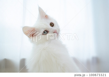 オッドアイの白猫、メインクーン 100673321