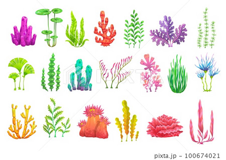 Cartoon underwater seaweed plants. Aquarium and sea algae. Coral reef vector wildlife nature biodiversity. Ocean and undersea water life isolated weeds and wracks, laminaria, kelp marine flora set 100674021