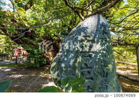 静岡県浜松市の八幡宮にある徳川家康が武田信玄に追われて隠れたという伝説が残る雲立ちのクスノキ 静岡県浜松市の八幡宮にある徳川家康が武田信玄に追われて隠れたという伝説が残る雲立ちのクスノキ 100674089