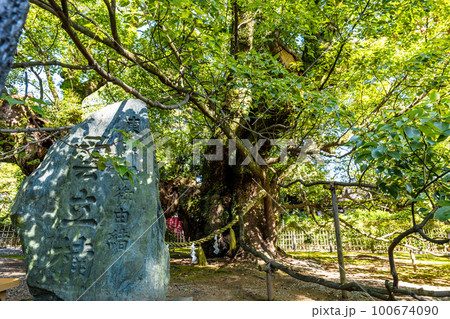 静岡県浜松市の八幡宮にある徳川家康が武田信玄に追われて隠れたという伝説が残る雲立ちのクスノキ 静岡県浜松市の八幡宮にある徳川家康が武田信玄に追われて隠れたという伝説が残る雲立ちのクスノキ 100674090