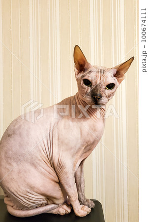 Portrait of a sphinx cat without fur. A bald sphinx cat looks into the camera 100674111