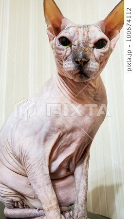 Beautiful bald cat of the Canadian Sphinx breed. a naked cat. Close-up 100674112