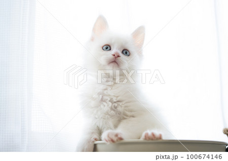 生後2ヶ月のメインクーンの子猫 100674146