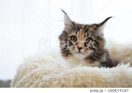 メインクーン、猫 100674187