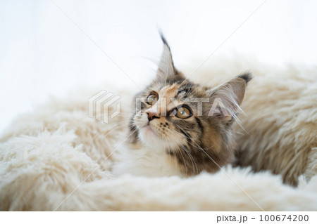 メインクーン、猫 メインクーン、猫 100674200