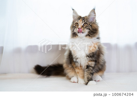 メインクーン、猫 100674204