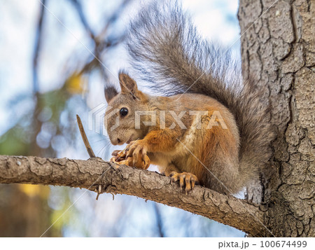 The squirrel with nut sits on tree in the autumn. Eurasian red squirrel, Sciurus vulgaris. The squirrel with nut sits on tree in the autumn. Eurasian red squirrel, Sciurus vulgaris. 100674499