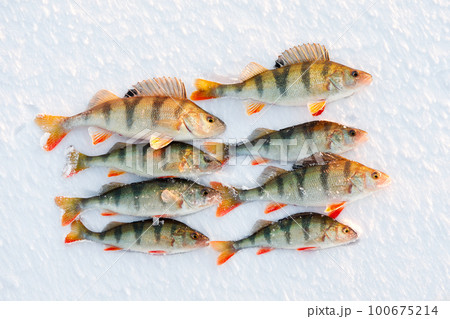 Ice fishing perch on the snow. winter fishing, perch fish on the ice in winter on the sea lake river 100675214