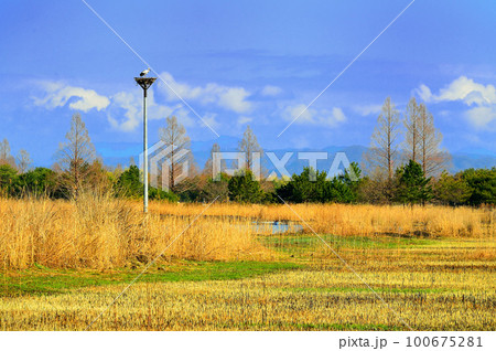 コウノトリ子育て（渡良瀬遊水地）　 100675281