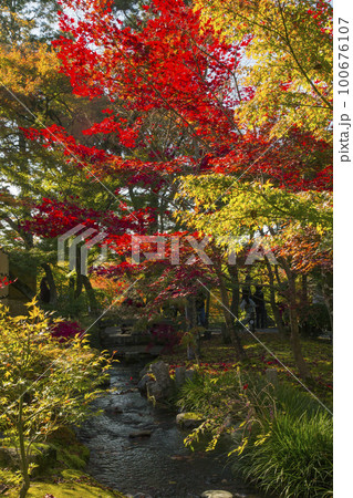 京都　禅林寺　永観堂の紅葉 100676107