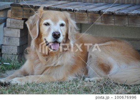 カルナ八歳 100676996