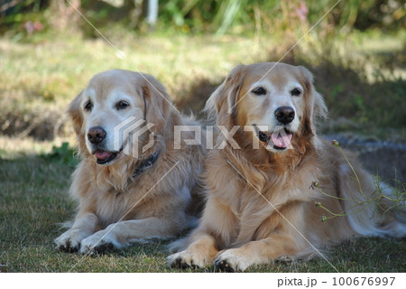 仲良くすわるゴールデンレトリーバー 仲良くすわるゴールデンレトリーバー 100676997