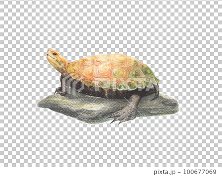 日本池龜在石頭上曬日光浴 100677069