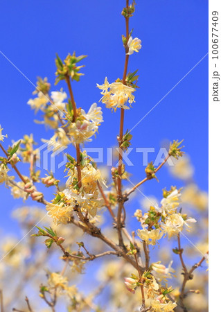 ロニセラ・フレグランティシマ（冬咲きニオイスイカズラ） 100677409