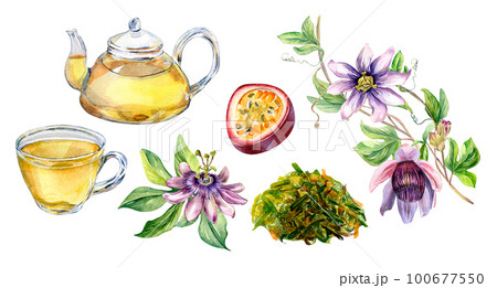 Set of glass teapot and cup, passion flower, stem watercolor illustration isolated on white Set of glass teapot and cup, passion flower, stem watercolor illustration isolated on white 100677550