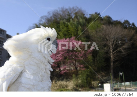 オウム　タイハクオウム　cockatoo　鳥 100677564