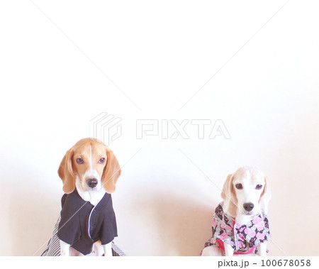 ビーグル犬のお正月 ビーグル犬のお正月 100678058