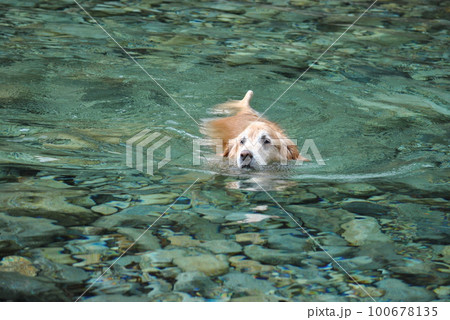 水遊びするゴールデンレトリバー 100678135