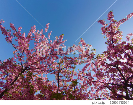 cherry blossom and sky / 満開の河津桜と青空（逆光で撮る早咲き桜） 100678364