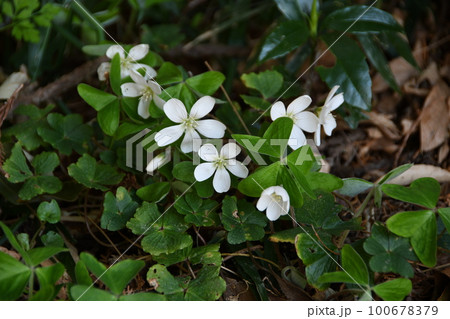 伊吹かたばみの白い花 100678379