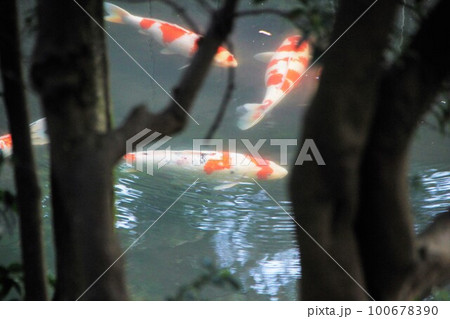 池を泳ぐ鯉 池を泳ぐ鯉 100678390
