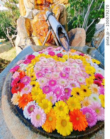 丸い水鉢にハート型に飾られた色とりどりのガーベラの花 100679270