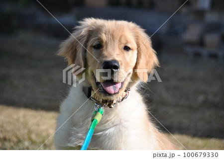 四か月の子犬 100679330