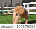 四か月のゴールデンレトリーバー 100679334
