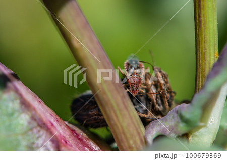 スカシヒメヘリカメムシ スカシヒメヘリカメムシ 100679369