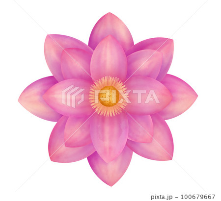 Lotus flower watercolor illustration	 100679667