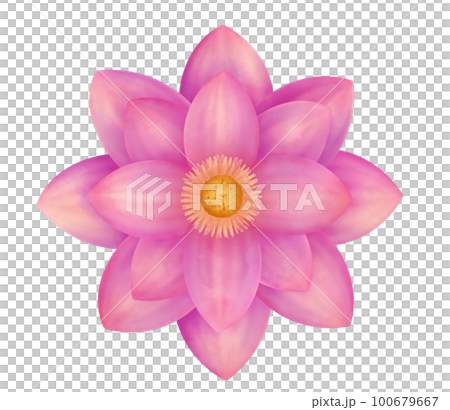 flower, lotus, blossom 100679667