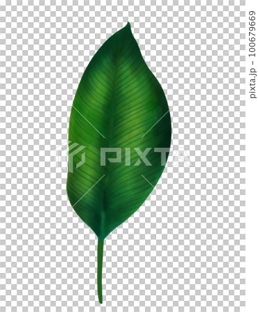 Green tropical leaves watercolor painting clipart Green tropical leaves watercolor painting clipart 100679669