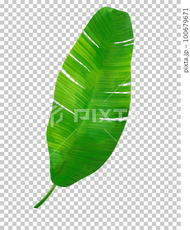 Green tropical leaves watercolor illustration clipart Green tropical leaves watercolor illustration clipart 100679671