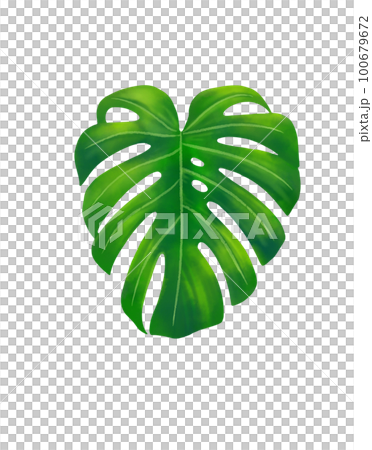 Tropical leaves monstera leaf hand drawing watercolor Tropical leaves monstera leaf hand drawing watercolor 100679672