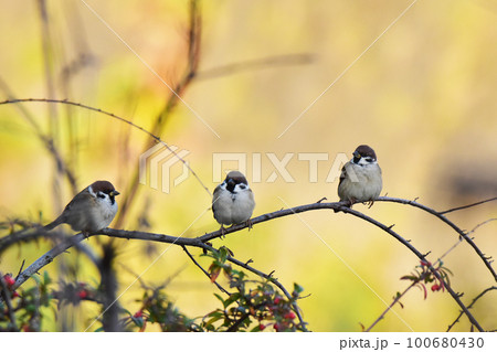 ツルに並ぶスズメ 100680430