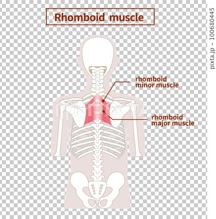 yoga, medicine, vector 100680445