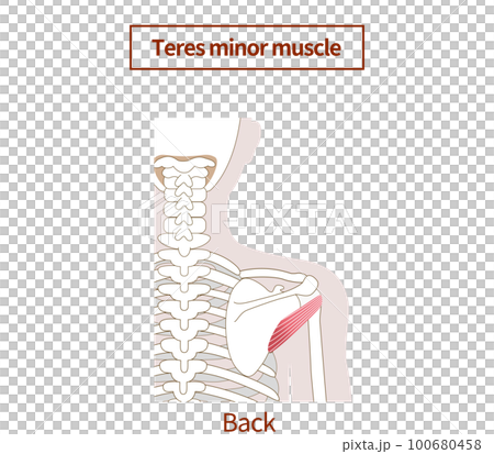 yoga, medicine, vector 100680458