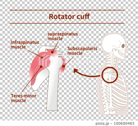 yoga, medicine, vector 100680465