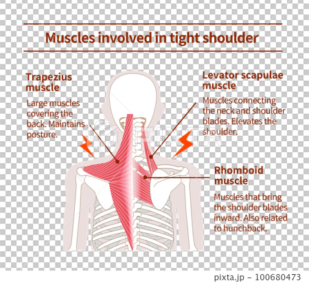 yoga, medicine, vector 100680473