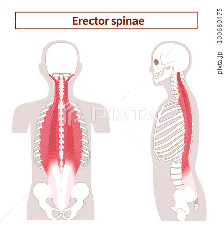 Illustration of the anatomy of the erector spinae 100680475
