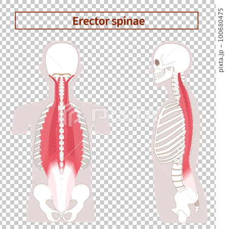 Illustration of the anatomy of the erector spinae 100680475